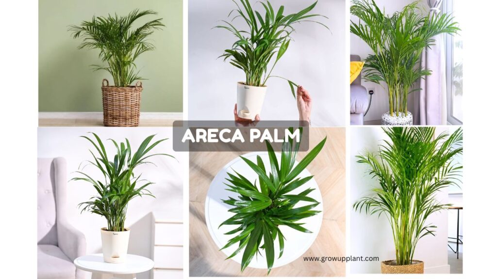 How to Grow and Plant Areca Palm at Home: Complete Guide