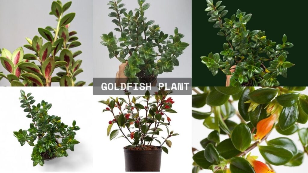How to Grow & Care for Goldfish Plant