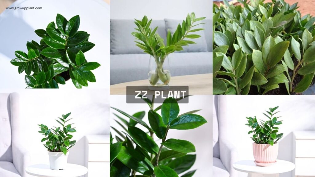 how to Grow ZZ Plant: Complete Guide for Beginners