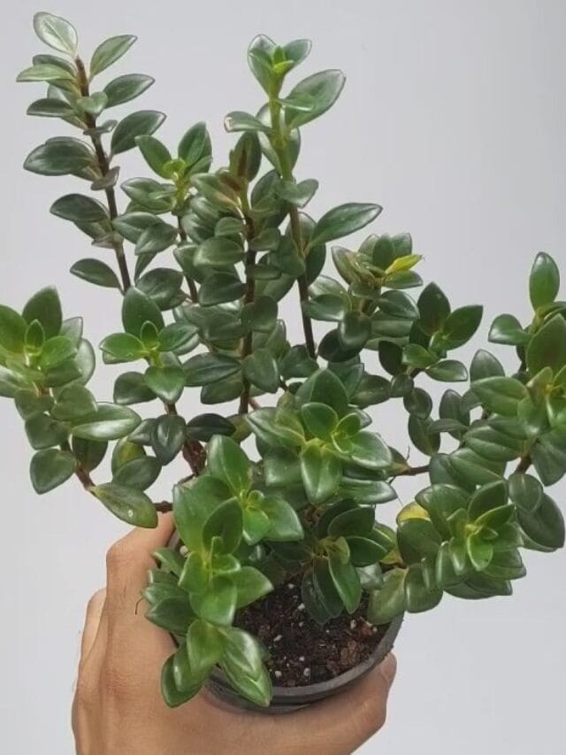 How to Grow & Care for Goldfish Plant