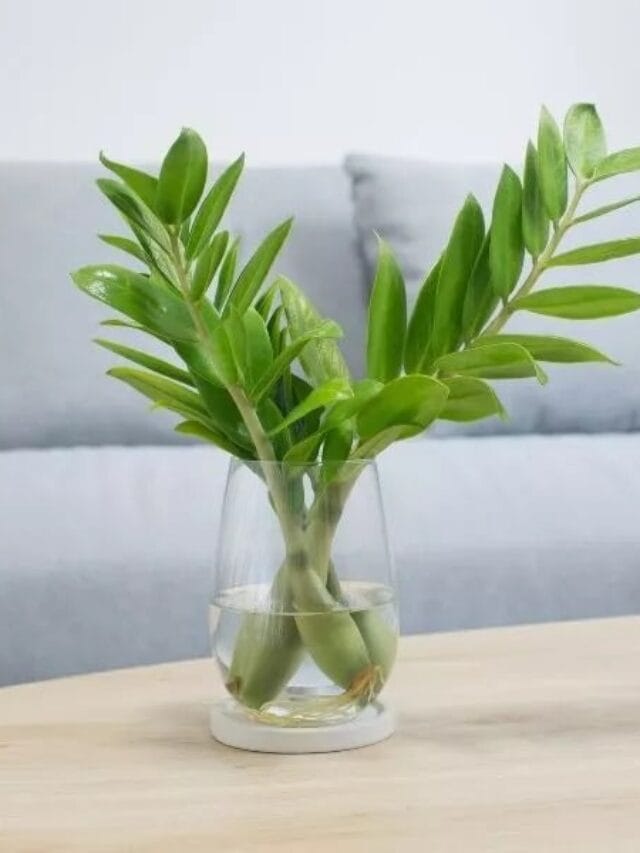 ZZ Plant Benefits
