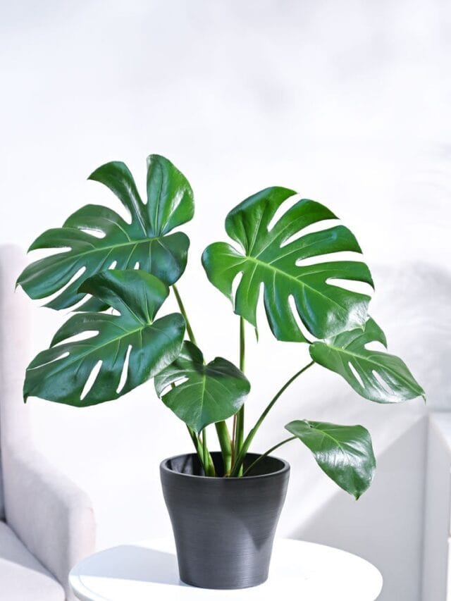 Swiss Cheese Plant Care