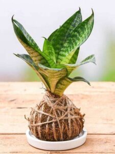 15 Low Light Indoor Plants That Thrive Without Much Attention