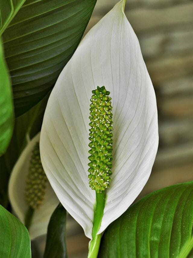 15 Low Light Indoor Plants