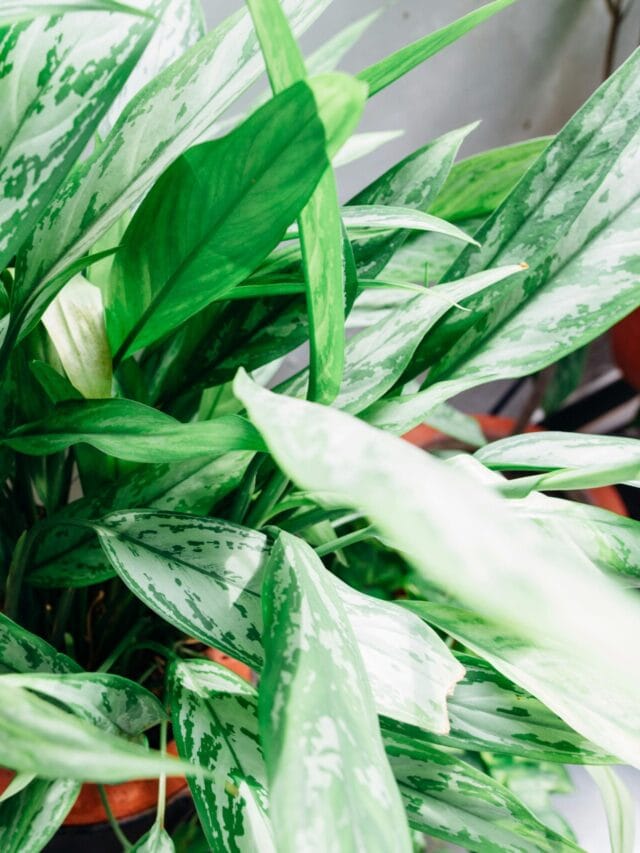 Kyari Plant Care Tips for Home