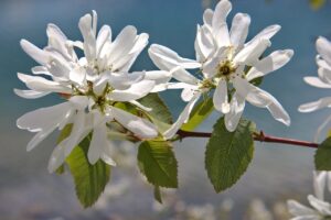 spring, nature, blossom, saskatoon berry, serviceberry, okanagan, kalamalka lake, amelanchier alnifolia, serviceberry, serviceberry, serviceberry, serviceberry, serviceberry, amelanchier alnifolia