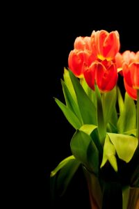 How to Care for Kyari Plants at Home: Complete Beginner’s Guide