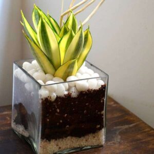 Top 15 Easy to Grow Indoor Plants for a Stress-Free Green Home