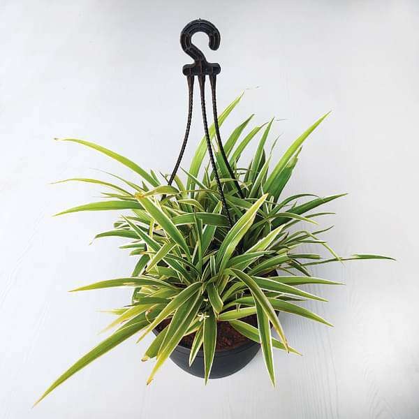 How to Grow Spider Plant: Spider Plant Benefits