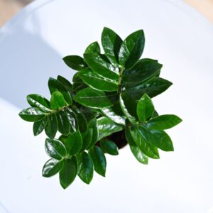 how to Grow ZZ Plant: Complete Guide for Beginners