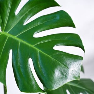 How to Grow and Care for Swiss Cheese Plant