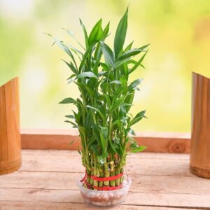 10 Best Indoor Plants for Oxygen: Breathe Clean Air Naturally