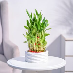 how to care for lucky bamboo plant