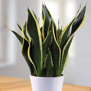 15 Best Air Purifying Plants for Bedroom: Breathe Fresh and Sleep Better
