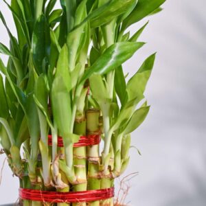 Top 15 Easy to Grow Indoor Plants for a Stress-Free Green Home