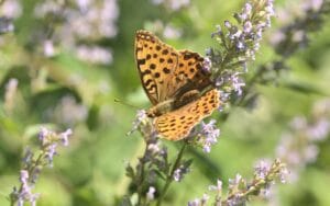 10 Best Mosquito Repellent Plants for Your Garden
