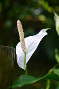 Peace Lily Care: How to Care for a Peace Lily 