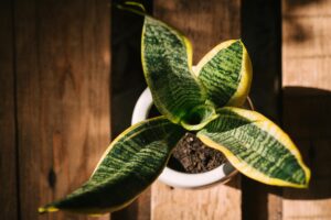 Snake Plant Care & Benefits: The Ultimate Indoor Plant Guide for Beginners