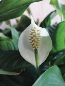Peace Lily Care: How to Care for a Peace Lily 