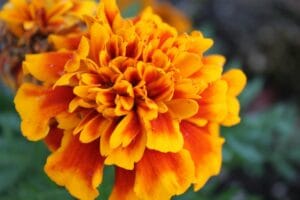 10 Best Mosquito Repellent Plants for Your Garden