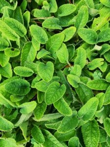 10 Best Mosquito Repellent Plants for Your Garden