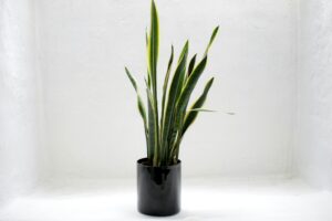 Snake Plant Care & Benefits: The Ultimate Indoor Plant Guide for Beginners