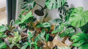 15 Plants That Clean Air Naturally: Breathe Better Indoors
