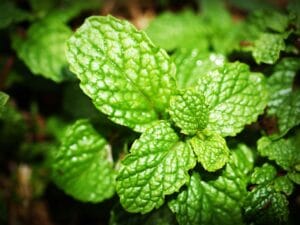 10 Best Mosquito Repellent Plants for Your Garden