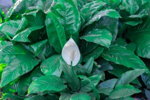Peace Lily Care: How to Care for a Peace Lily 