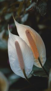 Peace Lily Care: How to Care for a Peace Lily 