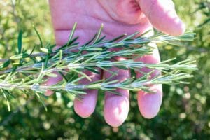 10 Best Mosquito Repellent Plants for Your Garden