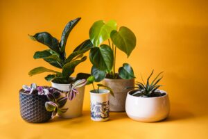 Transform Your Home: Creating a Wellness Garden with Indoor Plants