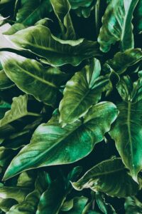 Close-up of lush green tropical leaves, offering a fresh and vibrant natural background.