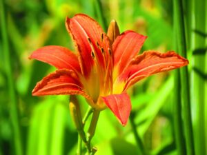 Close-up of a vibrant orange daylily flower in full bloom amidst lush green foliage.
