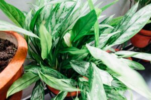 Top 15 Easy to Grow Indoor Plants for a Stress-Free Green Home