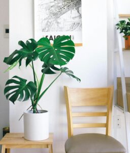 The Ultimate Monstera Care Guide for Healthy Growth