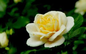 Close-up of a blooming yellow rose with lush green leaves, showcasing nature's beauty.