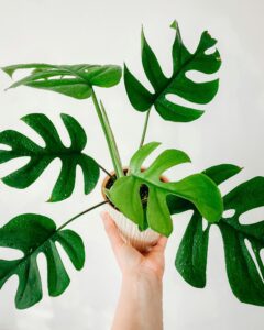 A close-up of a hand holding a thriving Monstera Deliciosa plant in a pot, showcasing its lush green leaves.