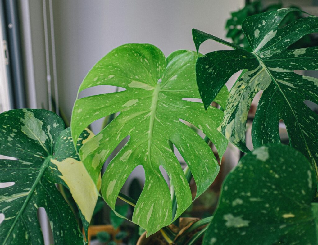 Close-up of variegated Monstera deliciosa leaves with natural light.