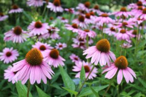 15 Best Plants for Clay Soil in the USA: A Complete Gardening Guide