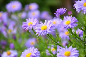 Close-up of vibrant purple asters blooming in a garden setting, showcasing nature's beauty.