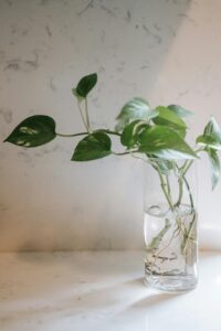 Stylish green plant in a clear glass vase on a marble surface, epitomizing minimalist decor.