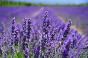 10 Best Mosquito Repellent Plants for Your Garden