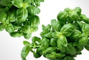 10 Best Mosquito Repellent Plants for Your Garden