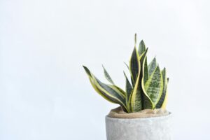 10 Best Indoor Plants for Oxygen: Breathe Clean Air Naturally