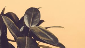 How to Propagate a Rubber Plant: Step-by-Step Guide for Beginners