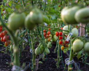 Companion Planting Chart: Best Plant Pairings for Your Garden