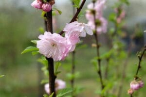 10 Best Mosquito Repellent Plants for Your Garden