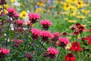 10 Best Mosquito Repellent Plants for Your Garden