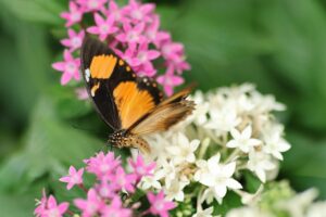 How to Start a Butterfly Garden at Home: A Complete Guide for Beginners